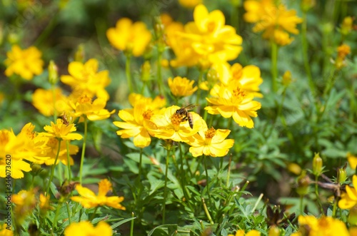 The yellow flowers in the garden serve as food sources for various insects and bees  butterflies. Intended for sucking on the nectar of flowers