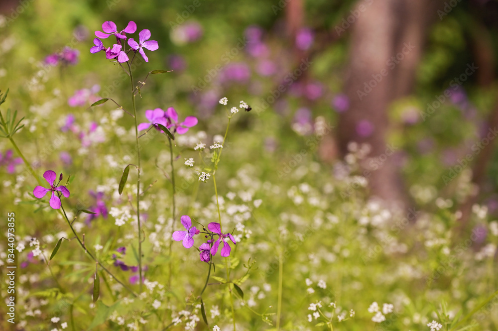 Lunaria annua Penny Flowers