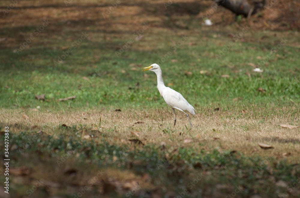 Bubulcus ibis or Cattle egret like to feed small animals in the open field. Living in the water like the white heron In the Bangkok city center Bubulcus ibis or Cattle egret like to feed small animals in the open field. Living in the water like the white heron In the Bangkok city center
