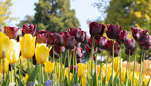 Flora. Tulip. Festival. Nature. Garden. Plant. Yellow