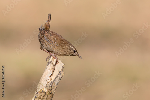 Fotografía Portrait of Eurasian wren at dawn (Troglodytes troglodytes)