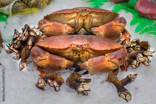 big crabs with barnacles on ice