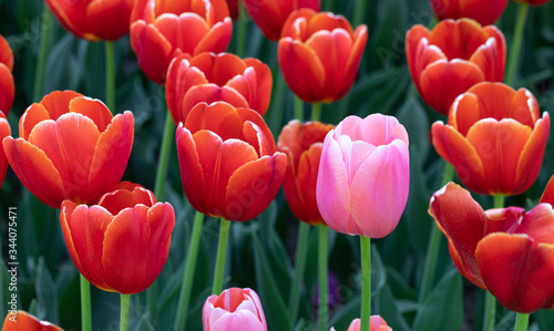 Tulip Festival. Flora. Nature. Garden. Plant. Red