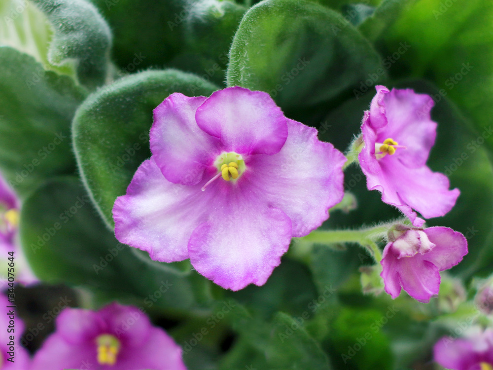 Blooming violet flower also known as Saintpaulia or African violet
Blooming violet flower also known as Saintpaulia or African violet