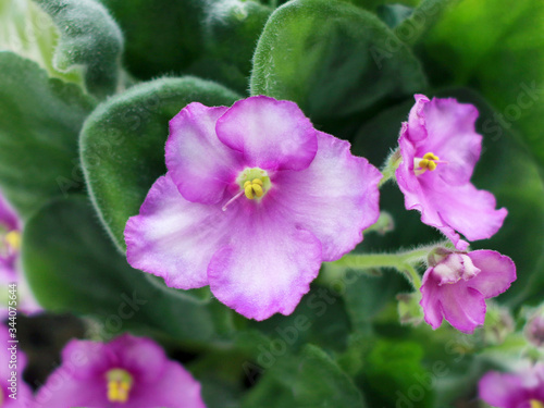 Blooming violet flower also known as Saintpaulia or African violet 