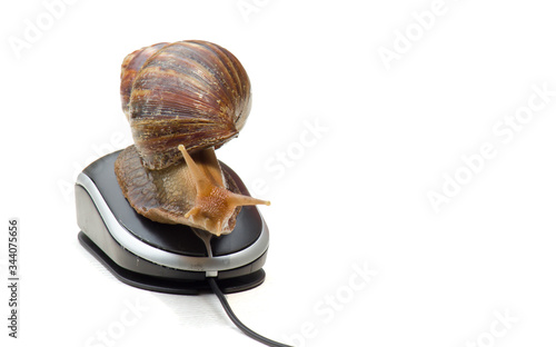 Garden snail next to computer mouse, slow internet, slow processor, isolated on white