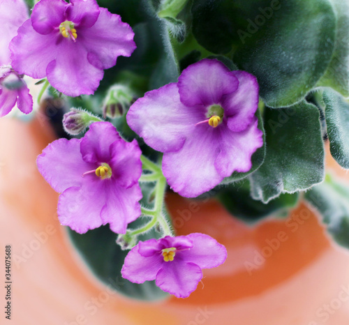 Blooming violet flower also known as Saintpaulia or African violet

