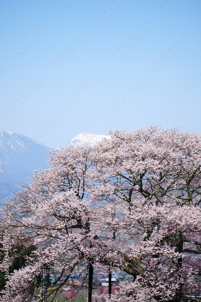 黒部のエドヒガン桜