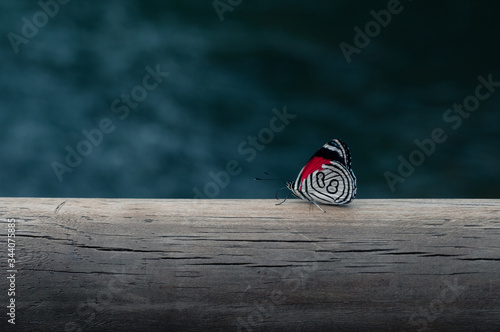 Butterfly in front of water, Diaethria Clymena, Diaethria Anna, Eighty-Eight, Argentina, South America photo