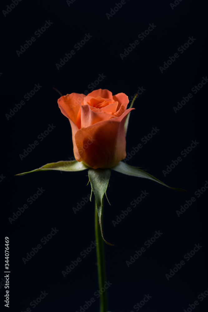 close up photo of orange rose on black background close up photo of orange rose on black background