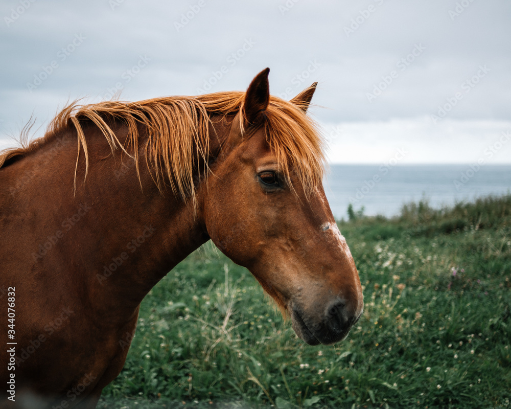 Obraz premium Portrait of an orange mane horse on a green meadow by the sea with gray and cloudy sky.