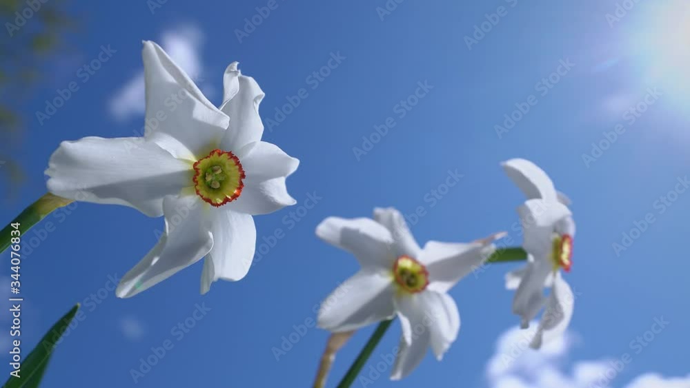 A pair of Pheasants Eye Daffodils move around in a a soft spring wind against a blue sky. A pair of Pheasants Eye Daffodils move around in a a soft spring wind against a blue sky.