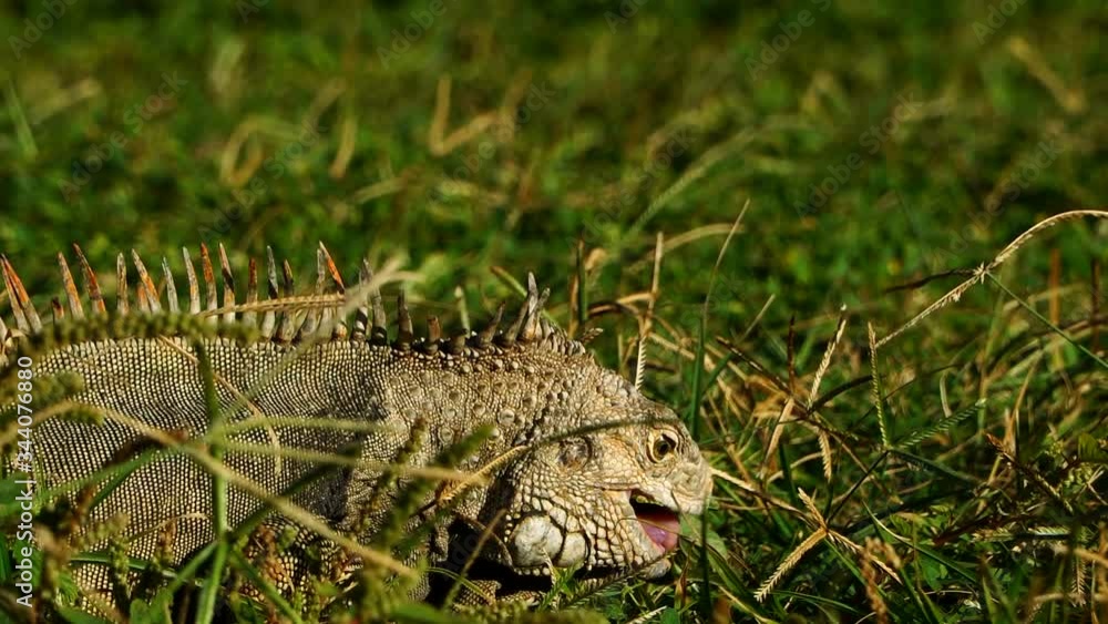 Iguana in the grass feeding and walking out of frame. Iguana in the grass feeding and walking out of frame.