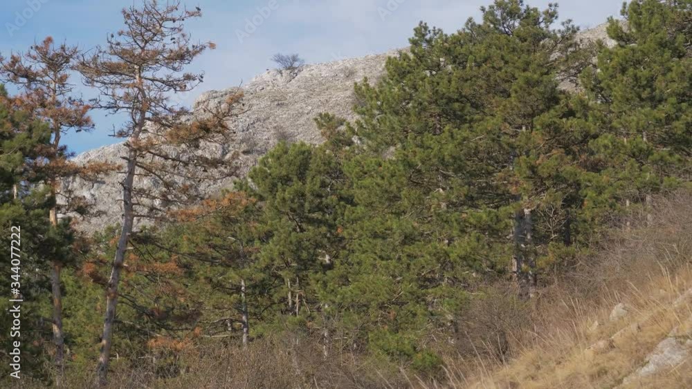 Tall Green Pine Trees in Woodland Mountainous Landscape, Sideways Dolly Tall Green Pine Trees in Woodland Mountainous Landscape, Sideways Dolly