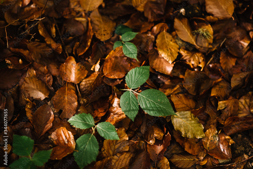 Green beech sprout growing on a blanket of fallen golden leaves one in autumn. Green beech sprout growing on a blanket of fallen golden leaves one in autumn.