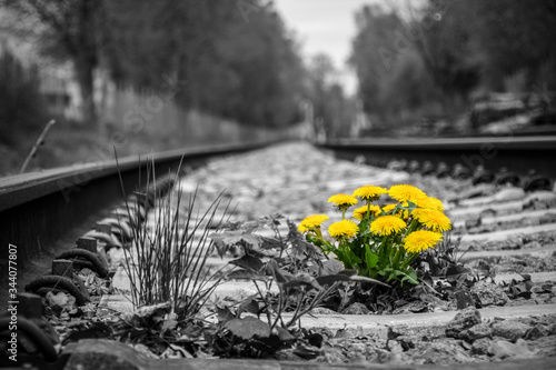 Obraz na płótnie Dandelion andrails