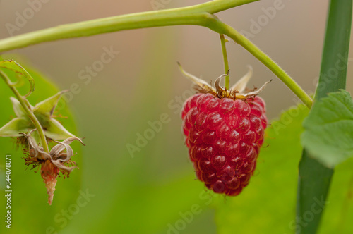 Red raspberries on a green bush ired raspberry, ripening raspberry, unripe raspberry, green raspberry, green leaf, green bush, closeup, red color, green color, 

dessert, farming, food, gardenn garden photo