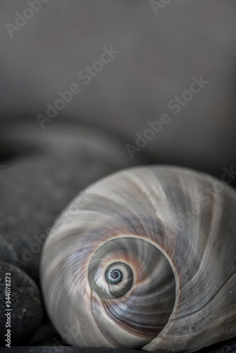 Still Life With Snail Shell And Pebble