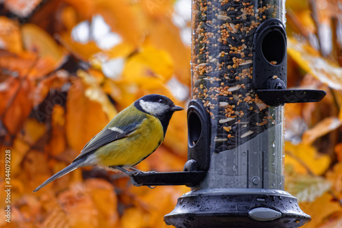 Great tit feeding on a bird feeder in autumn