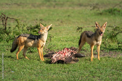 Two black-backed jackal stand guarding wildebeest carcase
