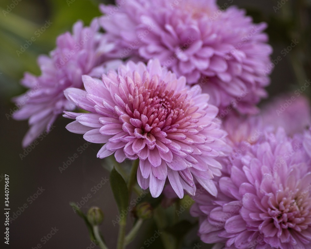 Purple chrysanthemum flowers in the garden Purple chrysanthemum flowers in the garden