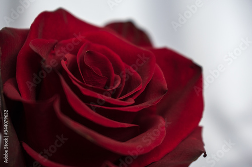 One red rose on a white background