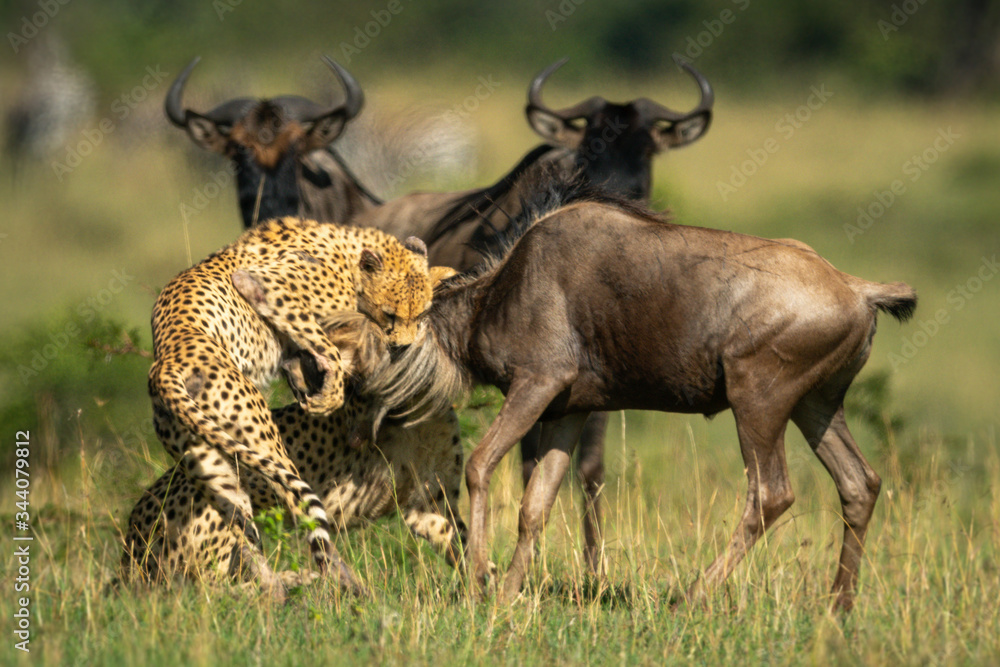 Fototapeta premium Two cheetah hold blue wildebeest by neck
