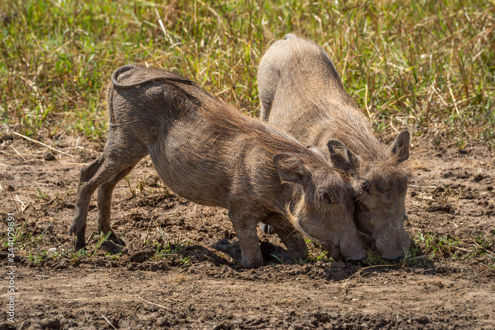 Two common warthog graze kneeling in grass Two common warthog graze kneeling in grass