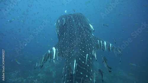 Whale Shark swimming away from diver. Beautiful shot of Whale Shark tail and the remoras attached to it. Shot in Koh Tao, Thailand. photo
