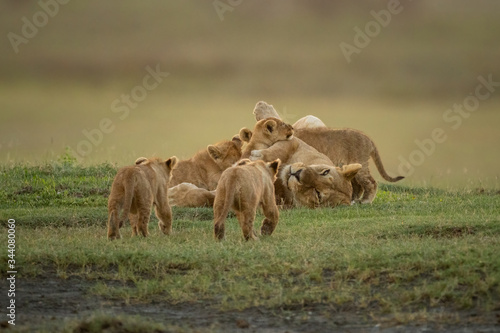 Two cubs approach lioness nursing three siblings