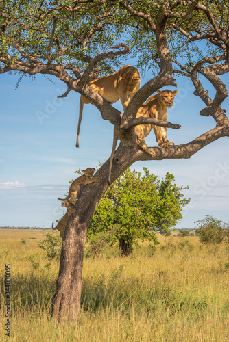 Two cubs climb tree towards two lionesses