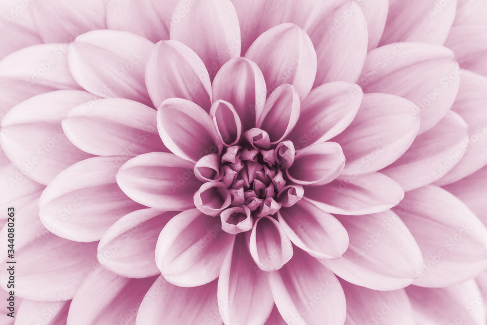 Defocused pastel, pink dahlia petals macro, floral abstract background. Close up of flower dahlia for background, Soft focus