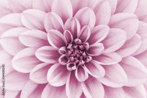 Defocused pastel  pink dahlia petals macro  floral abstract background. Close up of flower dahlia for background  Soft focus