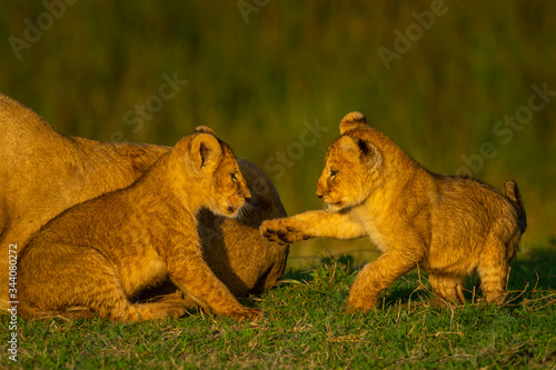 Obraz na plátne Two cubs play on grass beside lioness