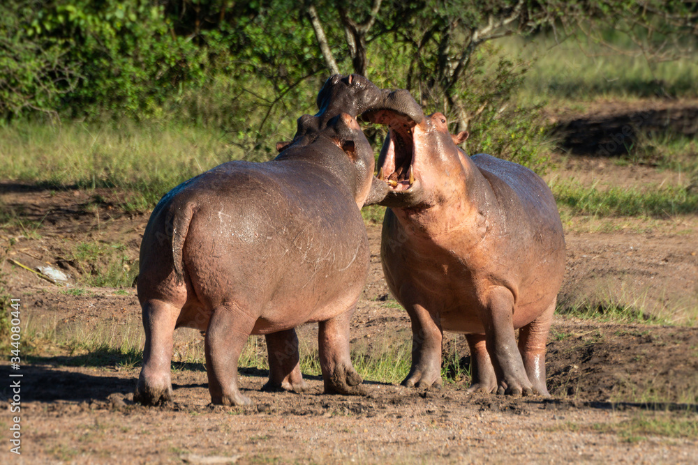 Fototapeta premium Two hippo open mouths at each other