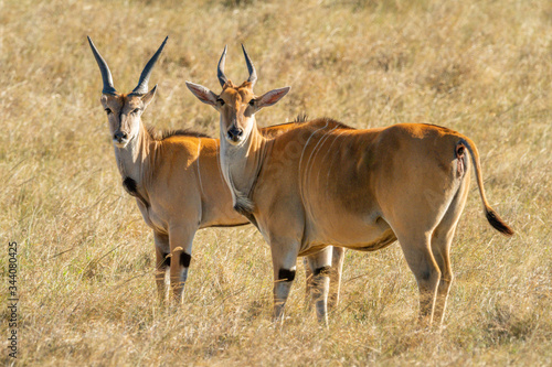 Two eland stand in grass eyeing camera photo