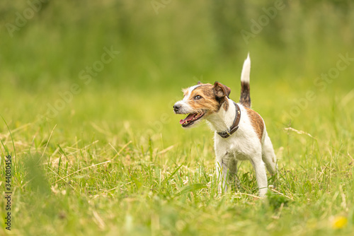 Lovely beauty Parson Russell Terrier dog stands in a green meadow in front of green background an is looking