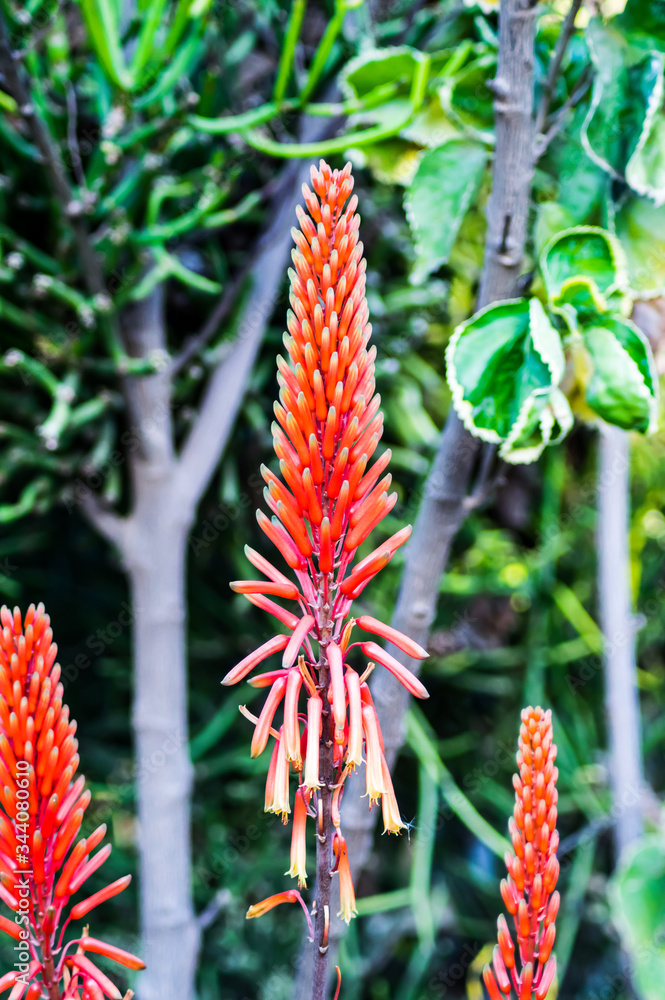 The Aloe plant is known for its medical properties, The Aloe plant is known for its medical properties,