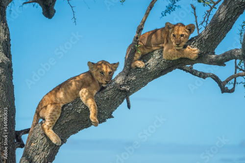 Two lion cubs lie on tree branch