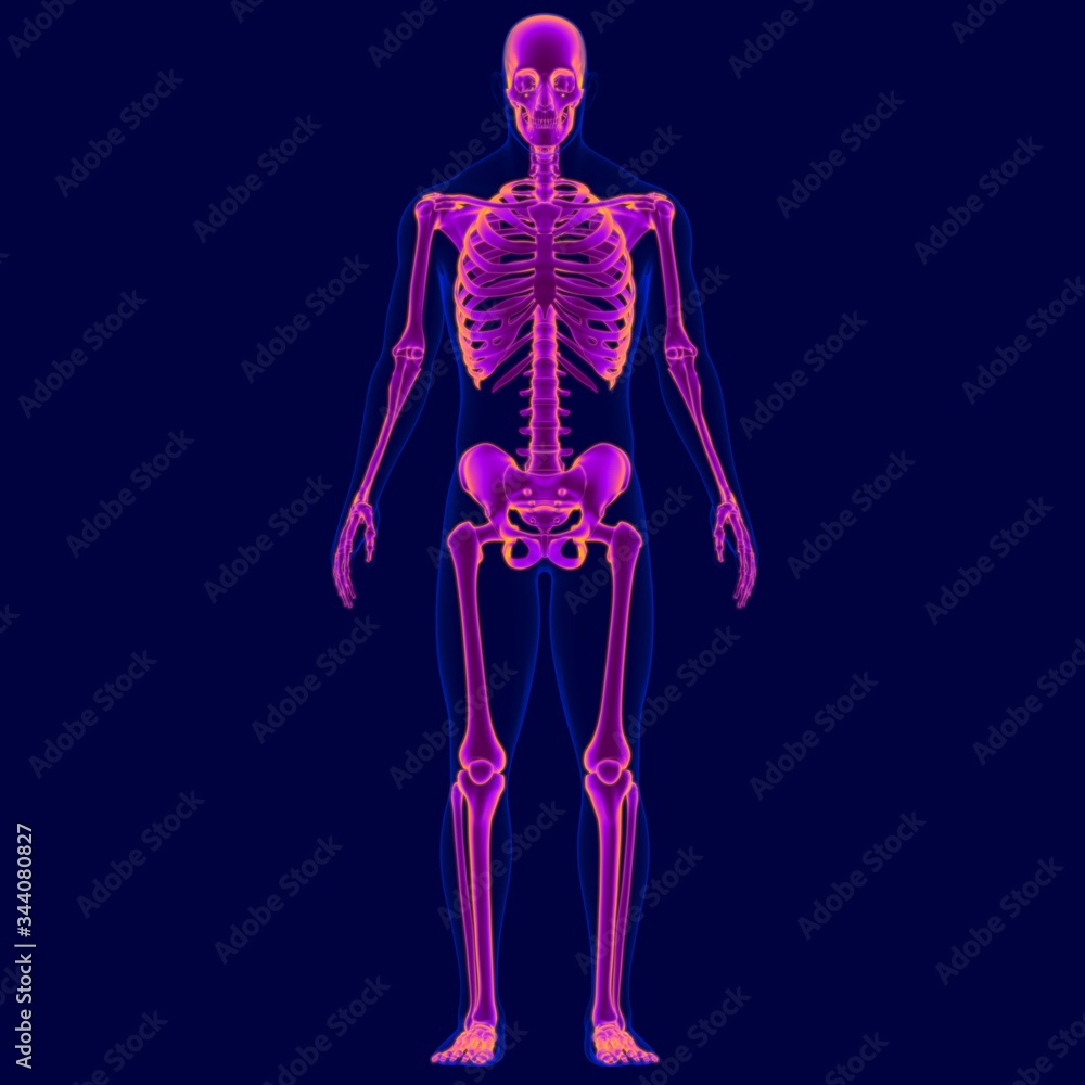 3D Illustration Human Skeleton Anatomy For Medical Concept 3D Illustration Human Skeleton Anatomy For Medical Concept