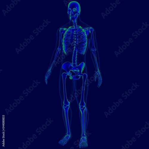3D Illustration Human Skeleton Anatomy For Medical Concept