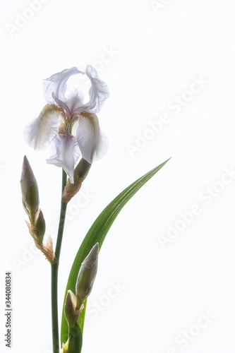 Blue iris flower on white background