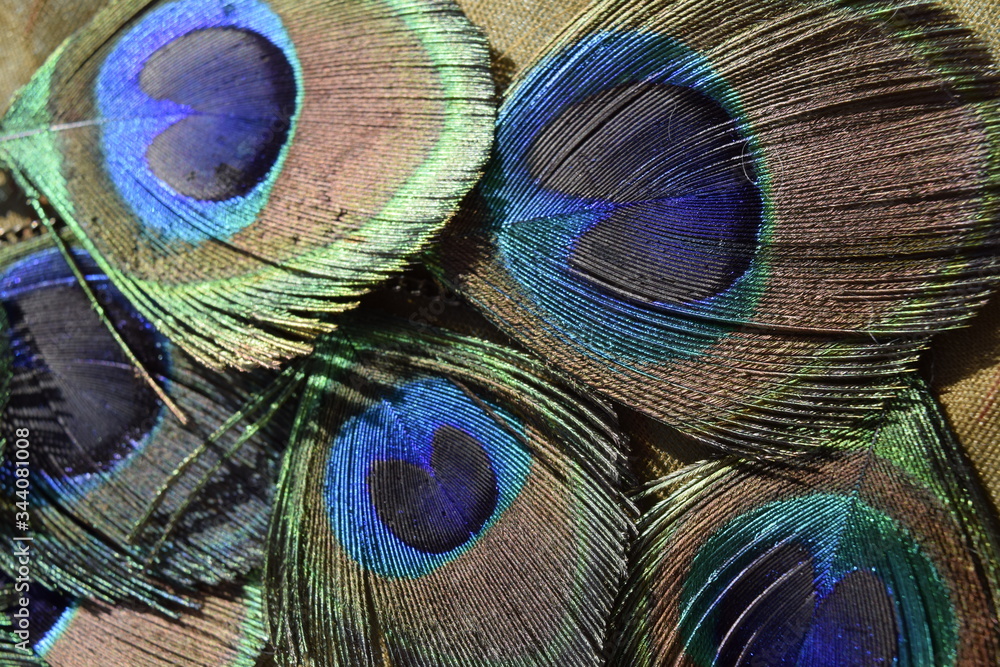 Fototapeta premium peacock feather close up