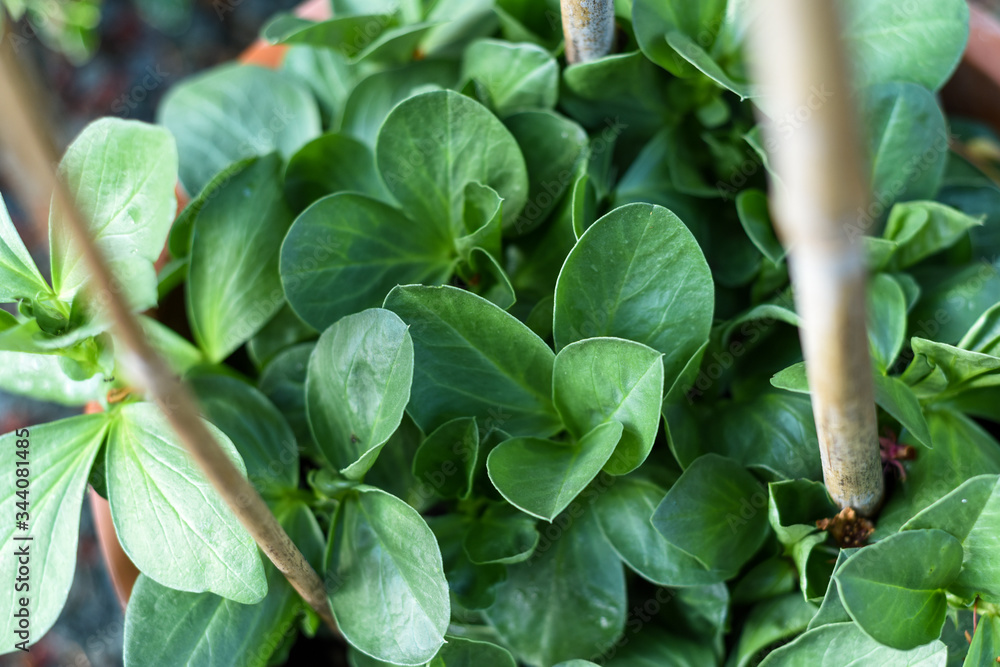 Obraz premium Vegetables growing in a pot in a home garden