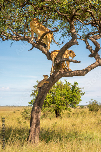Two lionesses and two cubs climb tree