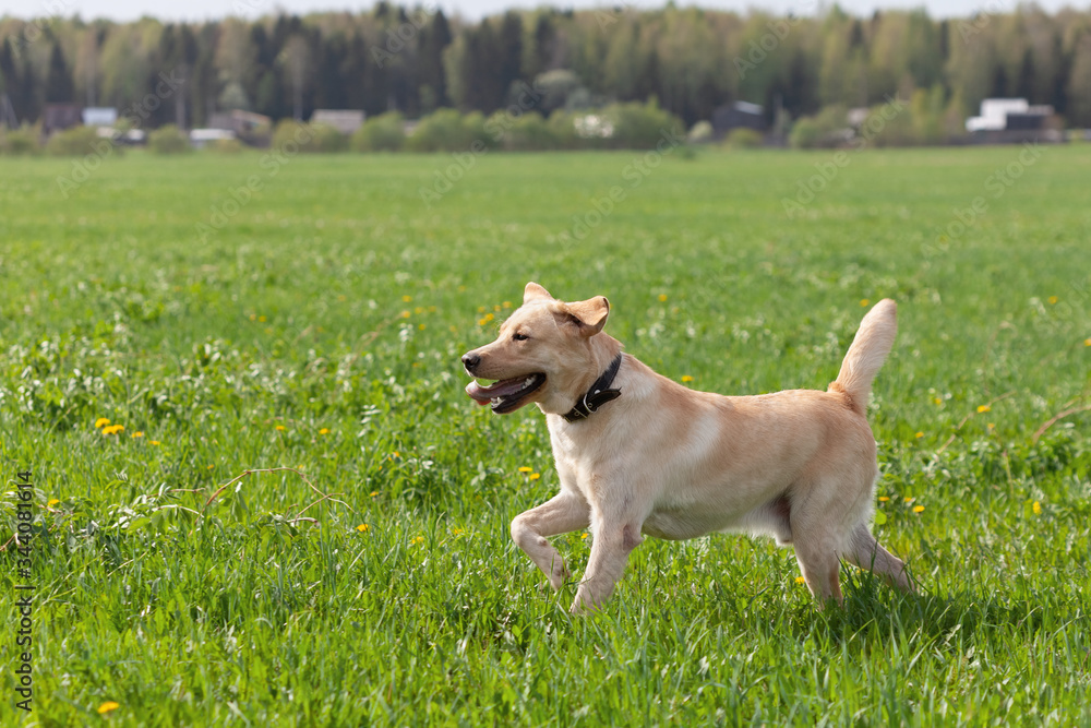 Happy labrador retriever runs around the field, summertime Happy labrador retriever runs around the field, summertime