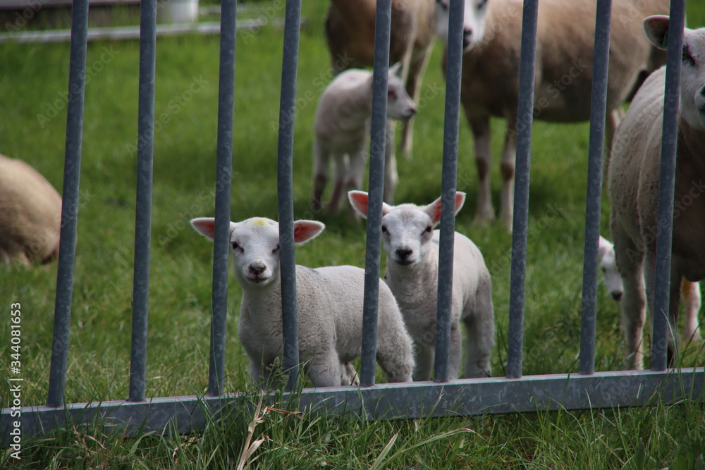 Fototapeta premium newborn lambs frolicking through the grass with their mother on a farm in Bleiswijk, the Netherlands