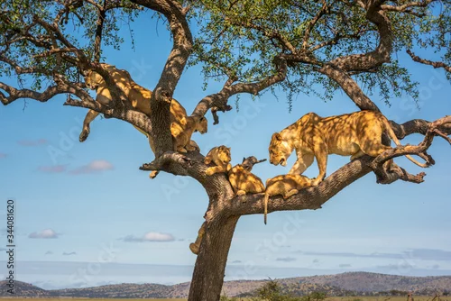 Fototapeta Two lionesses in tree with four cubs