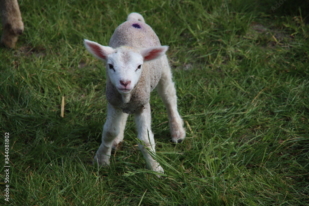 newborn lambs frolicking through the grass with their mother on a farm in Bleiswijk, the Netherlands newborn lambs frolicking through the grass with their mother on a farm in Bleiswijk, the Netherlands