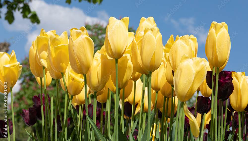 Fototapeta premium Tulip. Garden. Festival. Nature. Flora. Plant. Yellow
